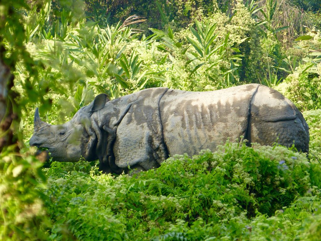 Hiking Chitwan National Park One-horned Rhino Nepal