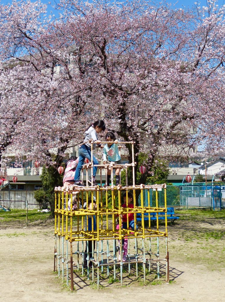 Cherry blossom Kyoto Japan Familyearthtrek