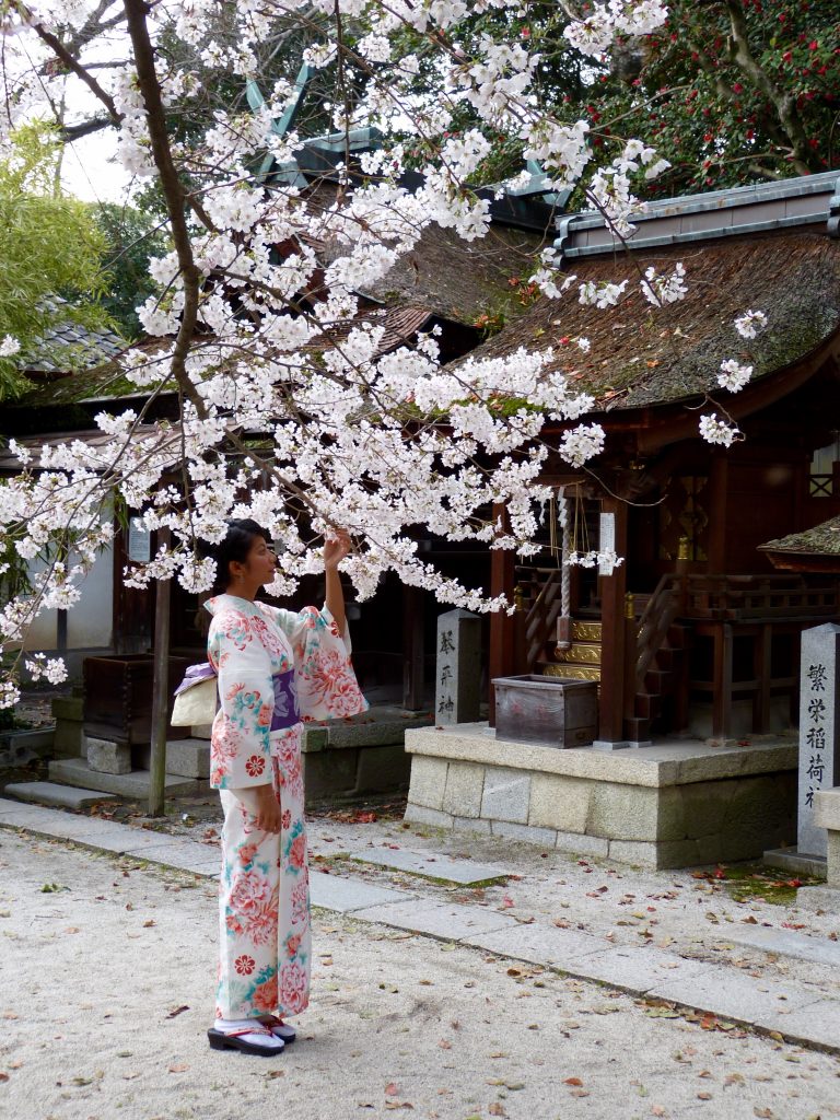 Cherry blossom Japan familyearthtrek