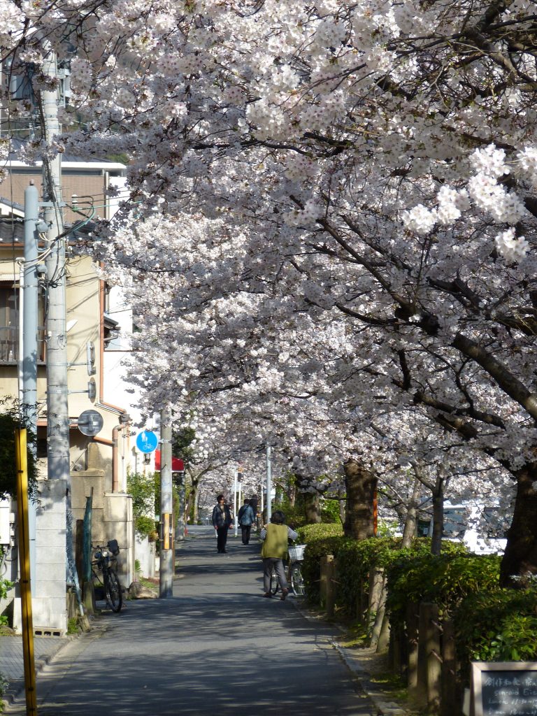 Cherry blossom Philosopher's path japan familyearthtrek
