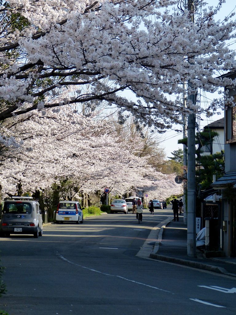 Cherry blossom Philossopher's path Japan familyearthtrek