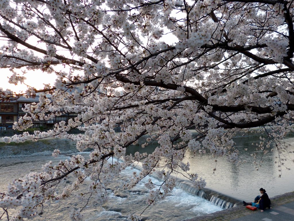 Cherry blossom kamogawa river Japan Familyearthtrek