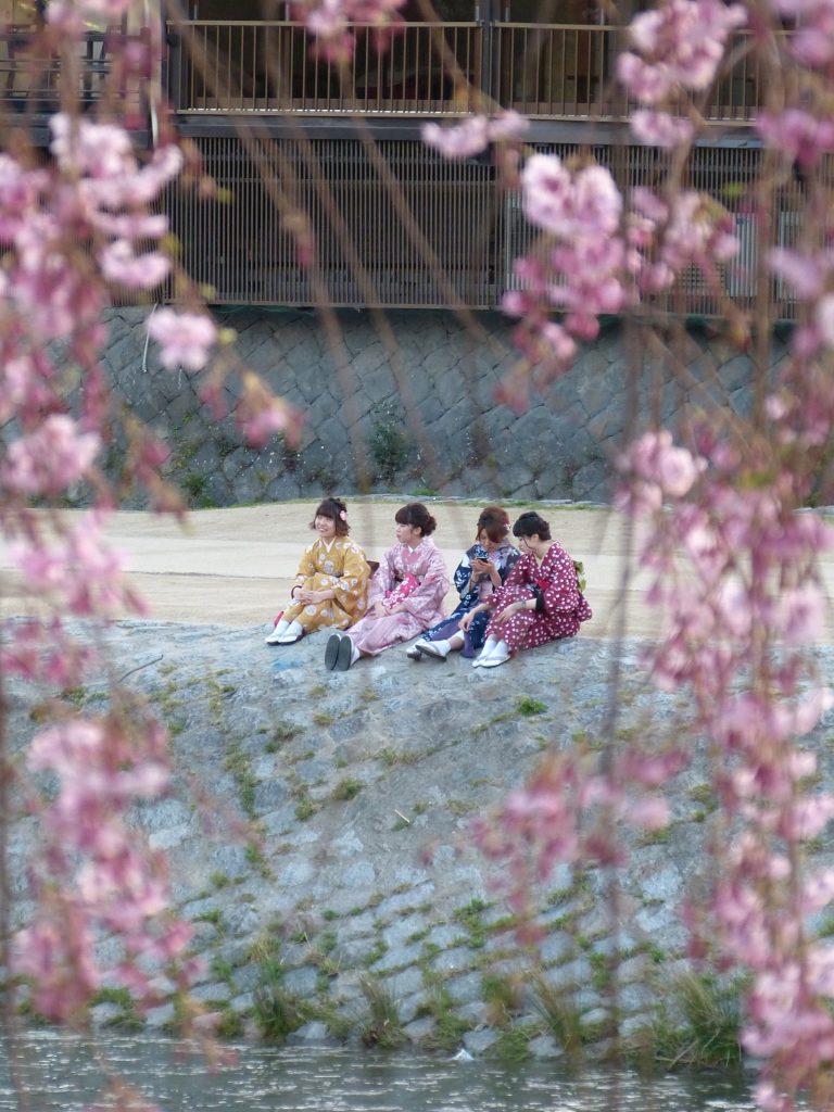 Cherry blossom kamogawa river Japan Familyearthtrek