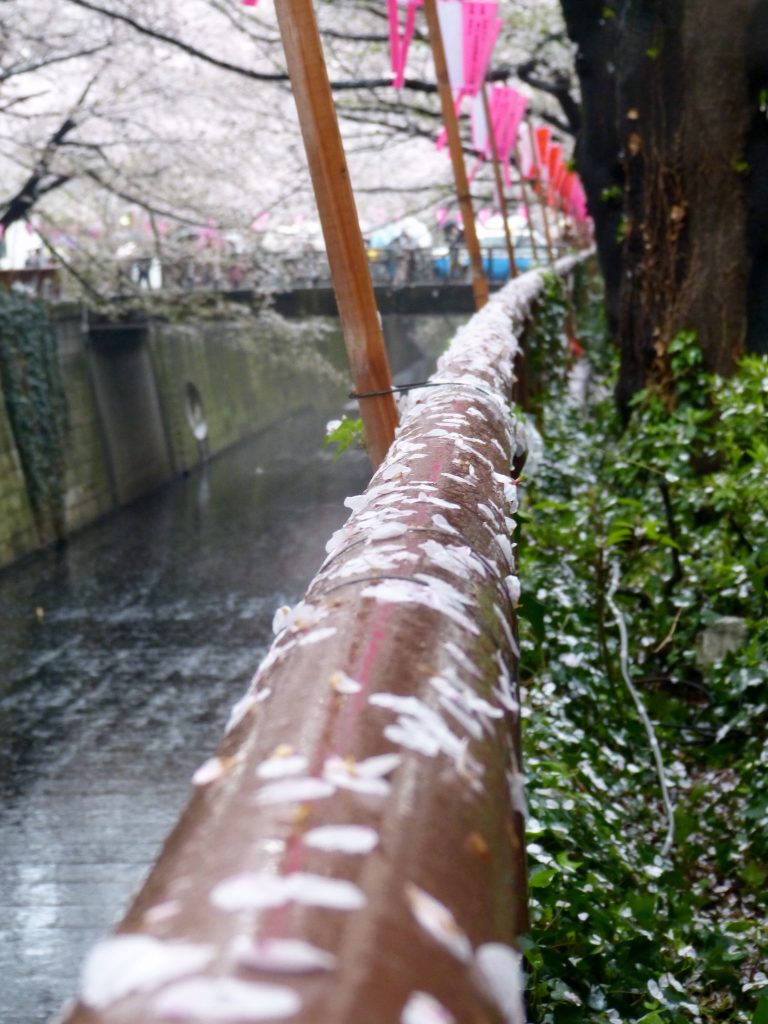 Cherry blossom Meguro river Japan Familyearthtrek
