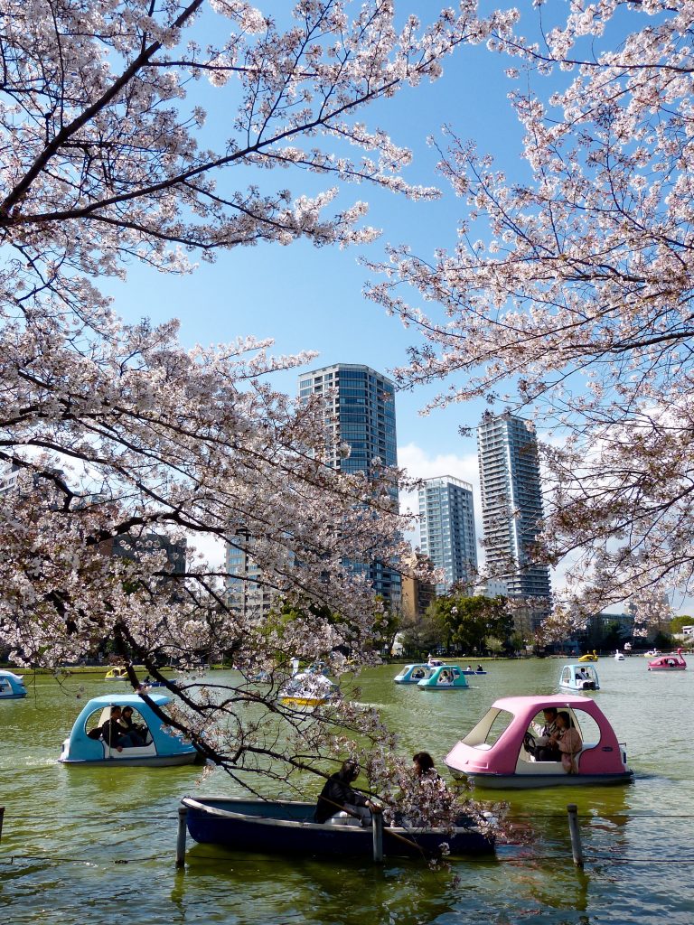 Cherry blossom Inokashira park Japan Familyearthtrek