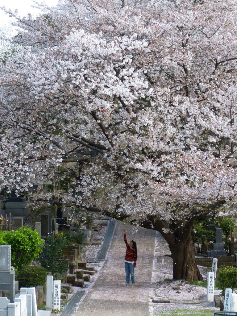 Cherry blossom Aoyama cementery Japan Familyearthtrek