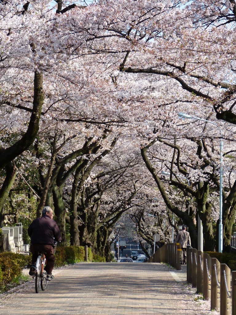 Cherry blossom Aoyama cementery japan familyearthtrek
