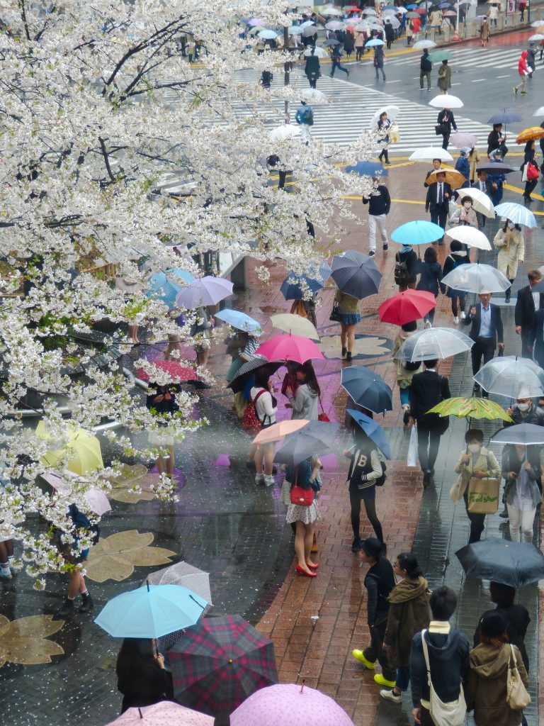 Cherry blossom Tokyo Japan Familyearthtrek