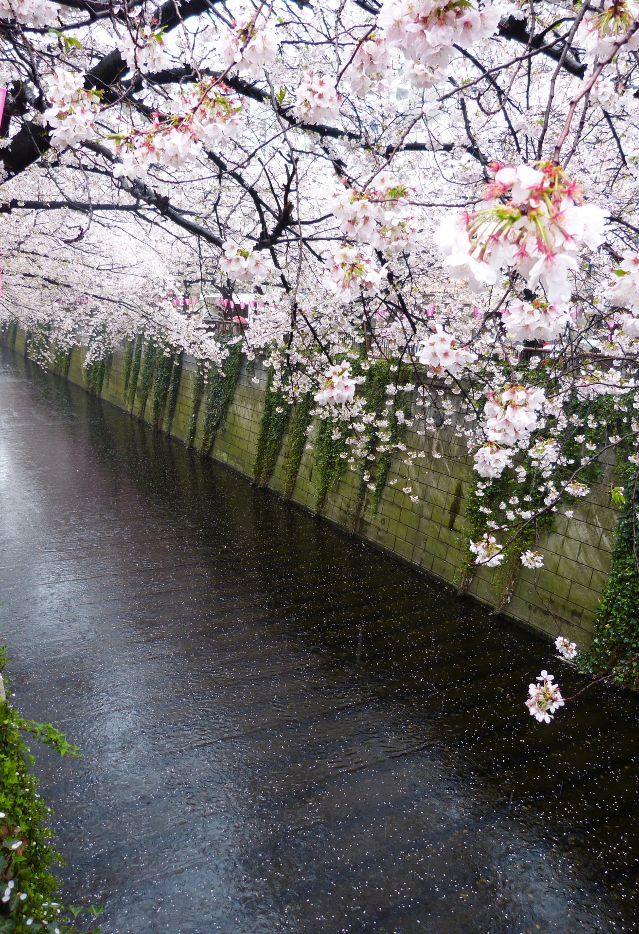 Cherry blossom Meguro river Japan Familyearthtrek