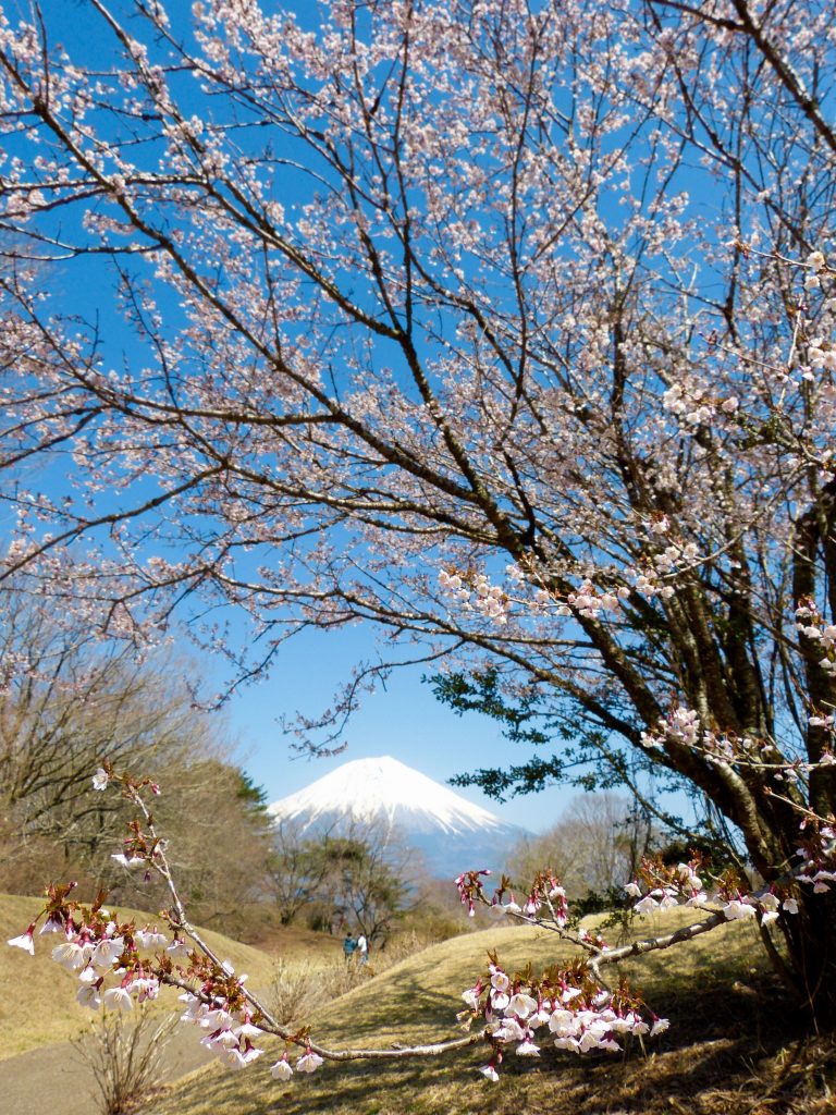 Cherry blossom mount fuji japan familyearthtrek