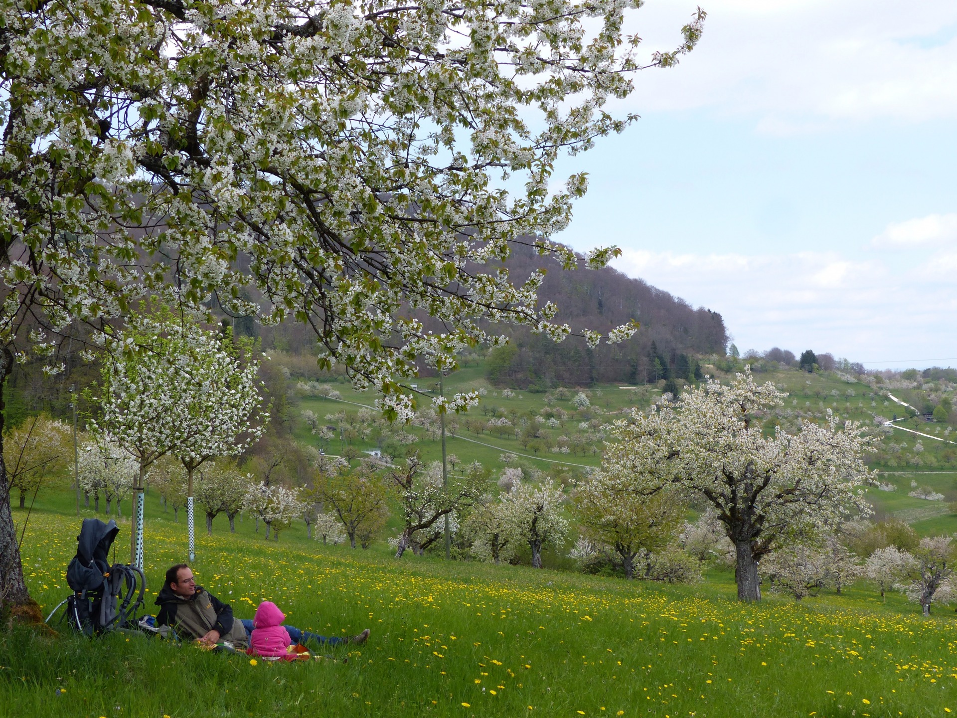 Spring flower blossom hikes in Switzerland, hiking with kids, cherry blossom, wild spring flower hikes in Switzerland