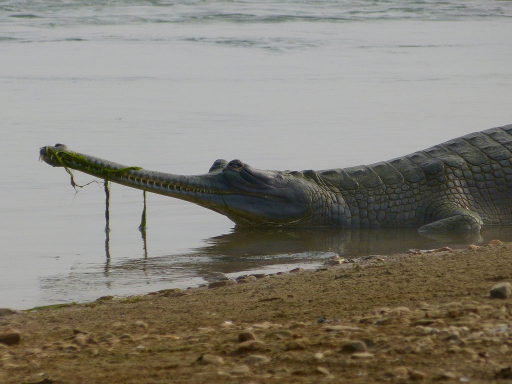 Hiking Chitwan National Park Nepal