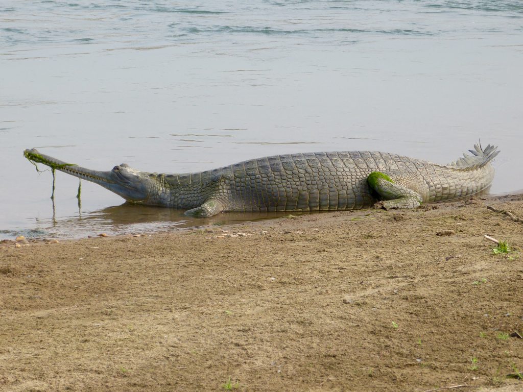 Hiking Chitwan National park Nepal