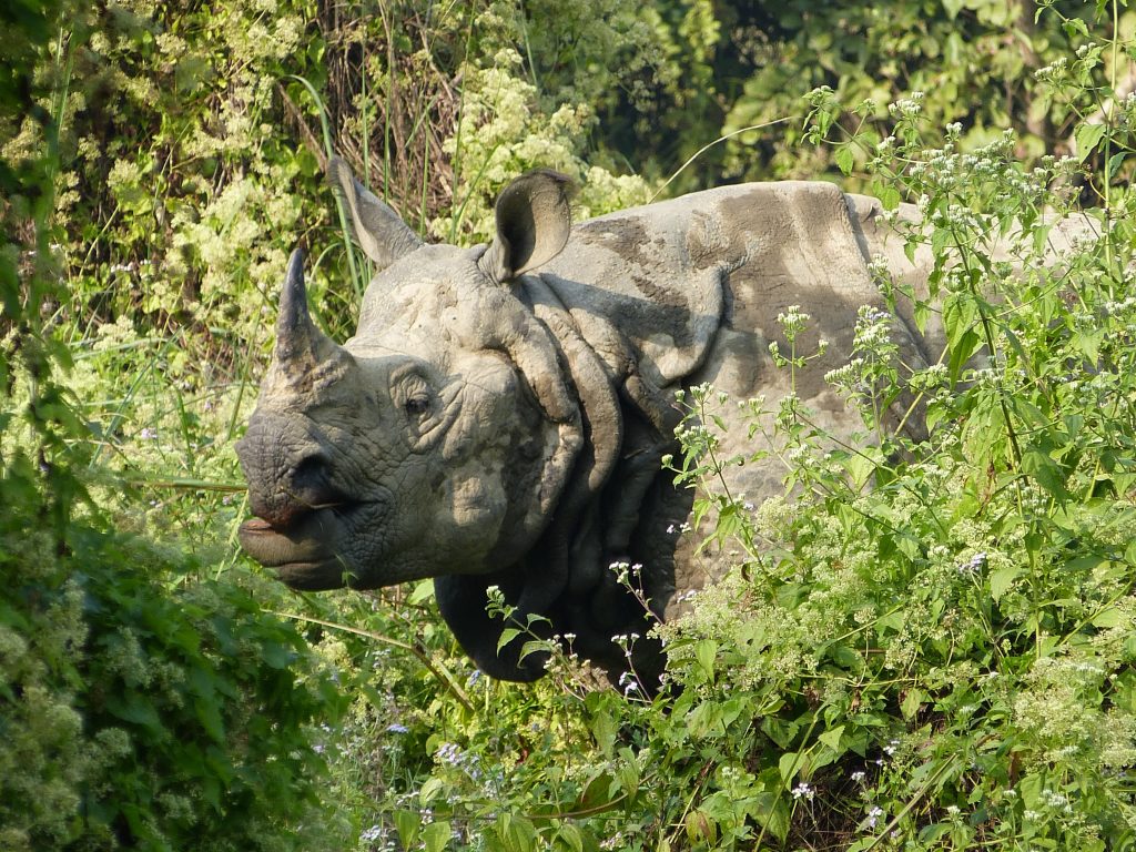 Hiking Chitwan National Park one-horned Rhino Nepal