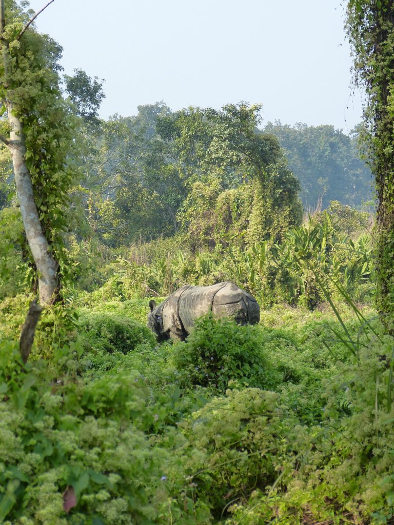 One-horned Rhino Hiking Chitwan National park Nepal