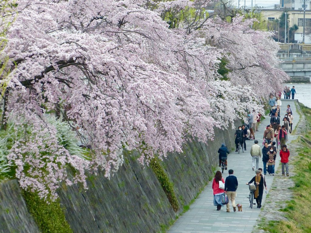 Cherry blossom Kamogawa river Japan Familyearthtrek