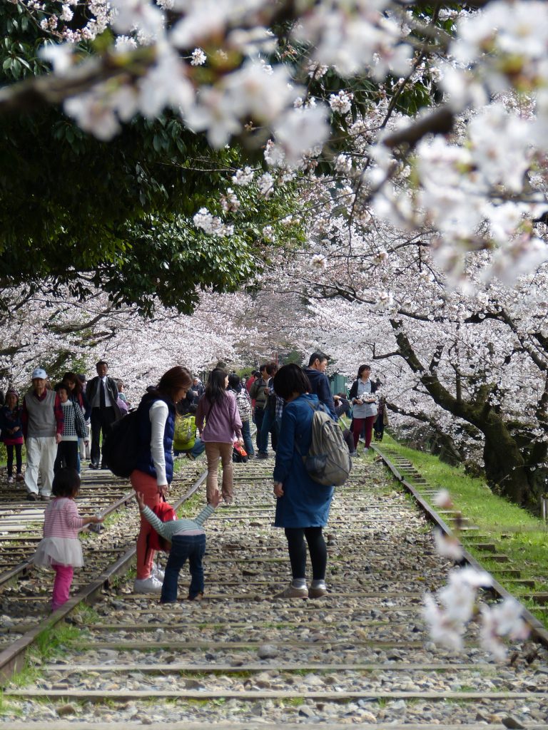 Cherry blossom Keage incline Familyearthtrek