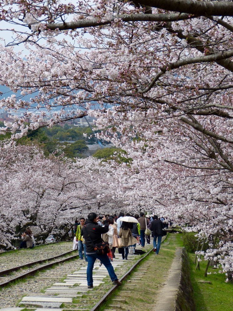 Cherry blossom Keage incline Japan Familyearthtrek