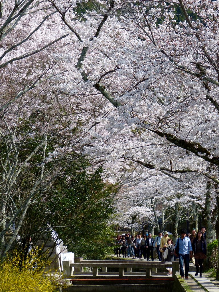 Cherry blossom Philosopher's path Japan Familyearthtrek