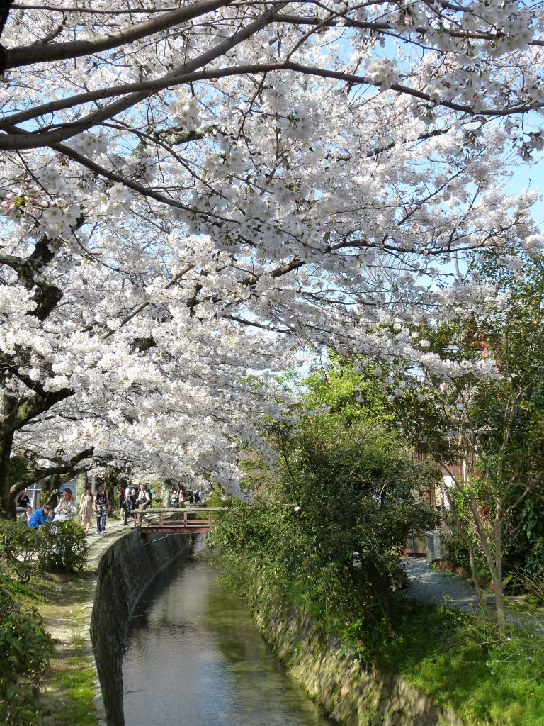 Cherry blossom Philosopher's path Japan 