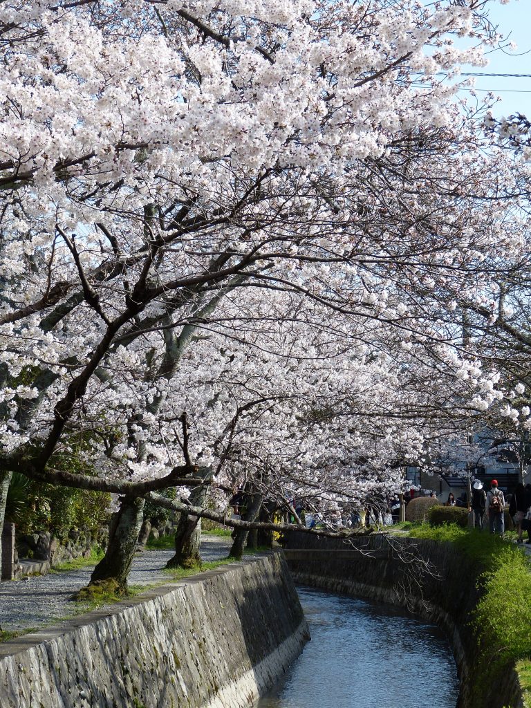 Cherry blossom Philosopher's path Japan Familyearthtrek