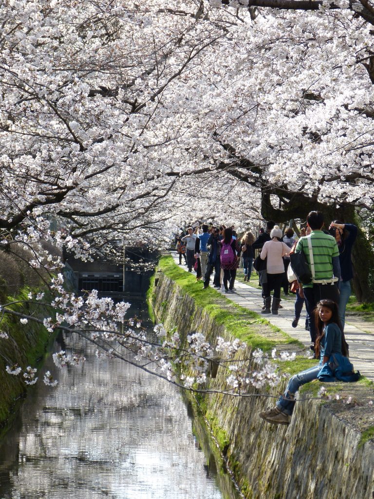 Cherry blossom Philosopher's path Japan Familyearthtrek