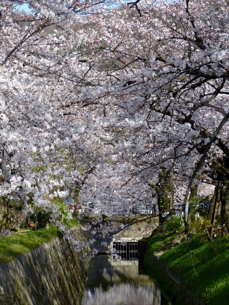 Cherry blossom Philosopher's path Japan Familyearthtrek