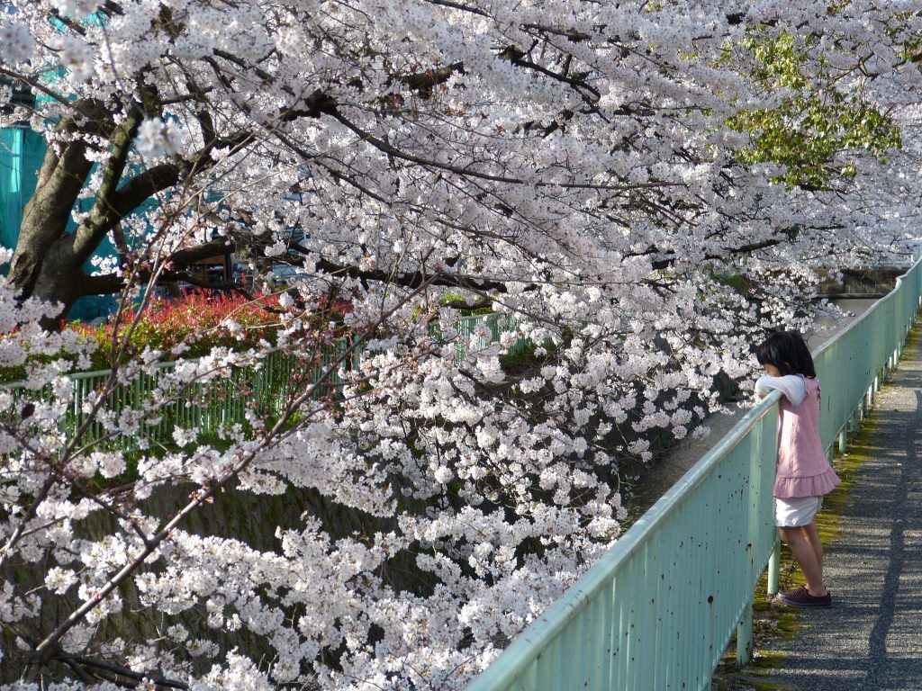 Cherry blossom Philosopher's path Japan Familyearthtrek