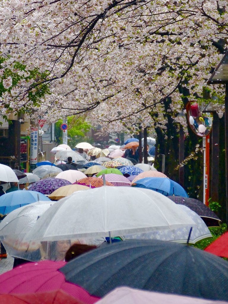 Cherry blossom Meguro river Japan Familyearthtrek