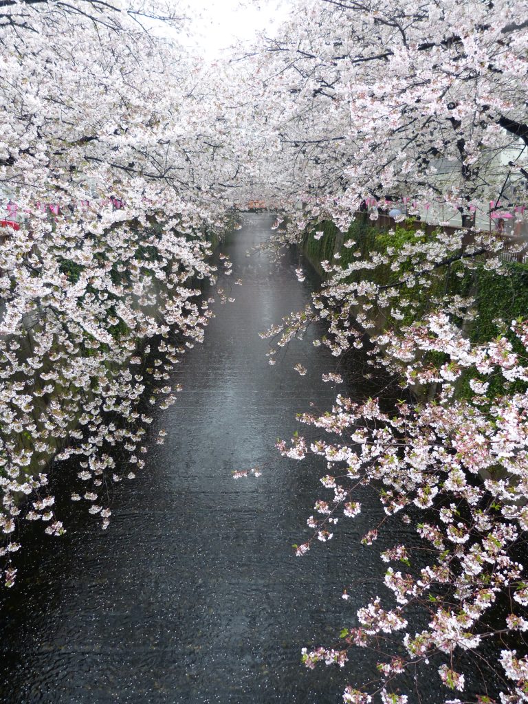 Cherry blossom Meguro river Japan Familyearthtrek
