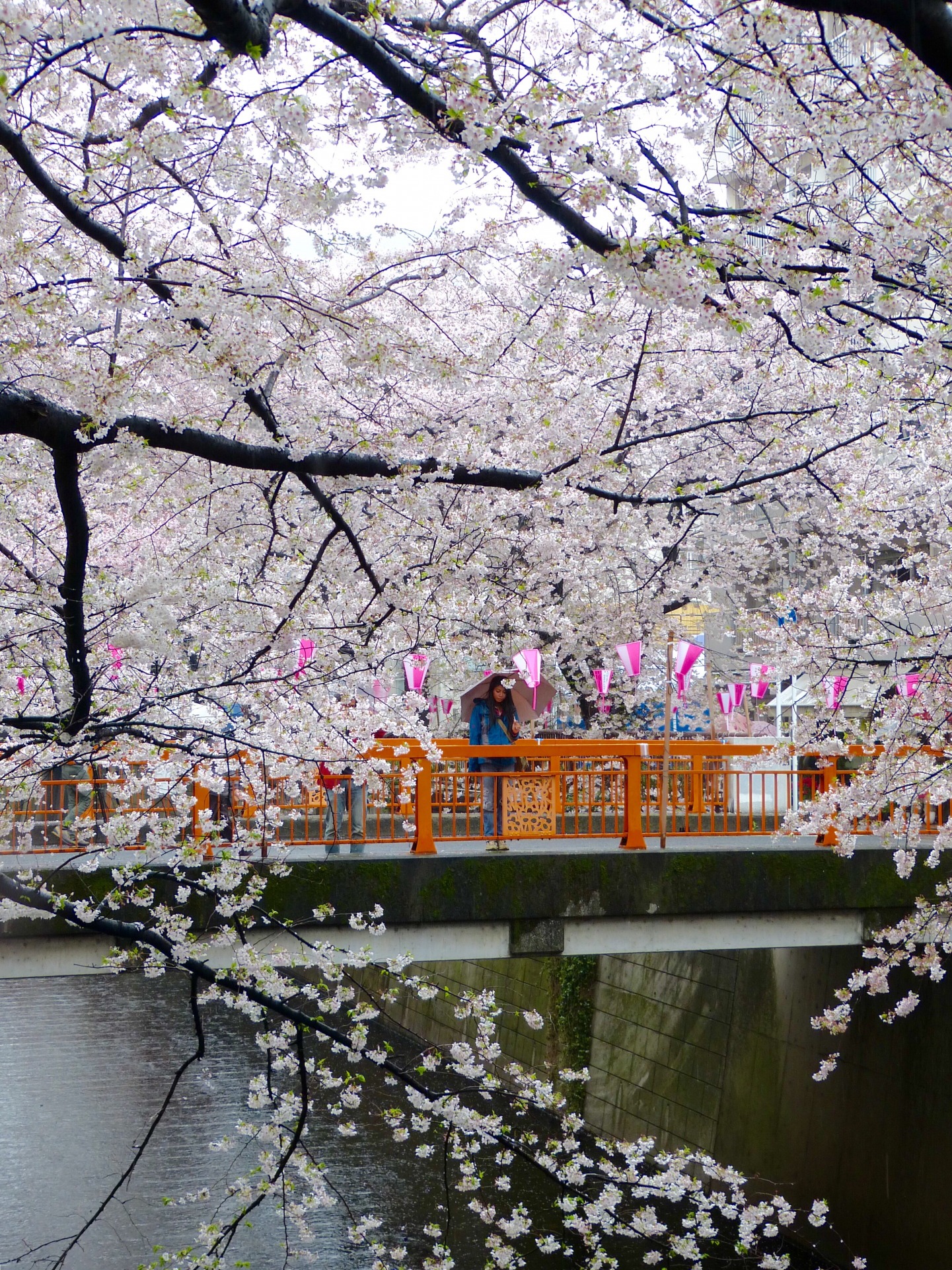 Cherry blossom Meguro river Japan Familyearthtrek