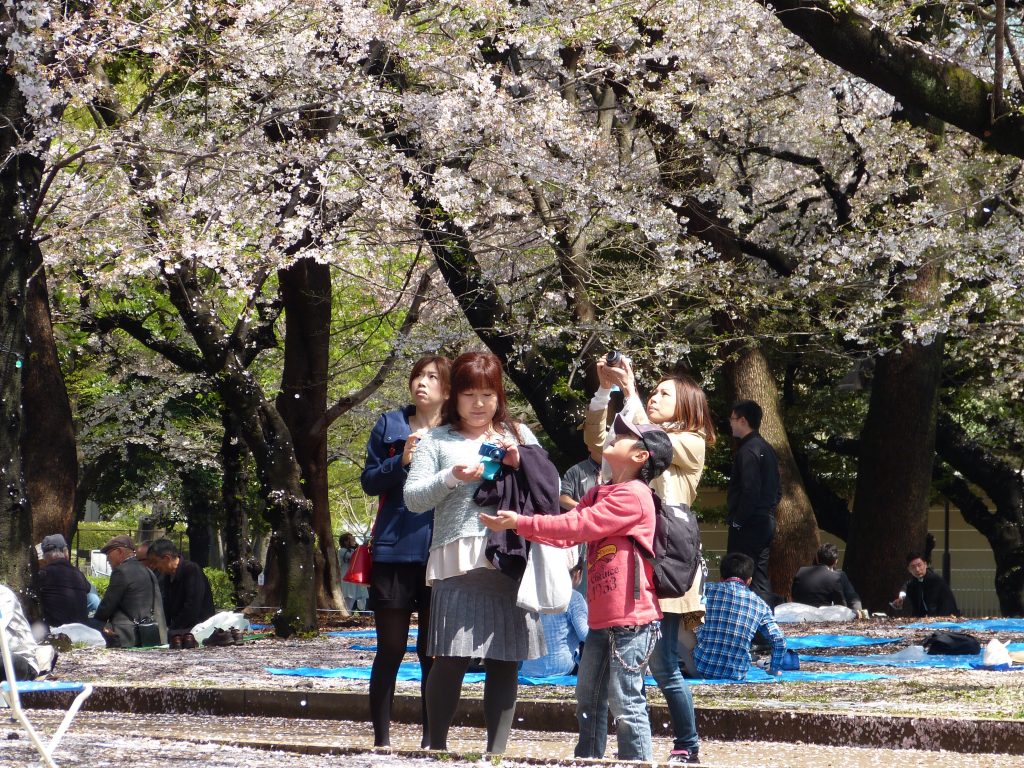 Cherry blossom Japan Familyearthtrek