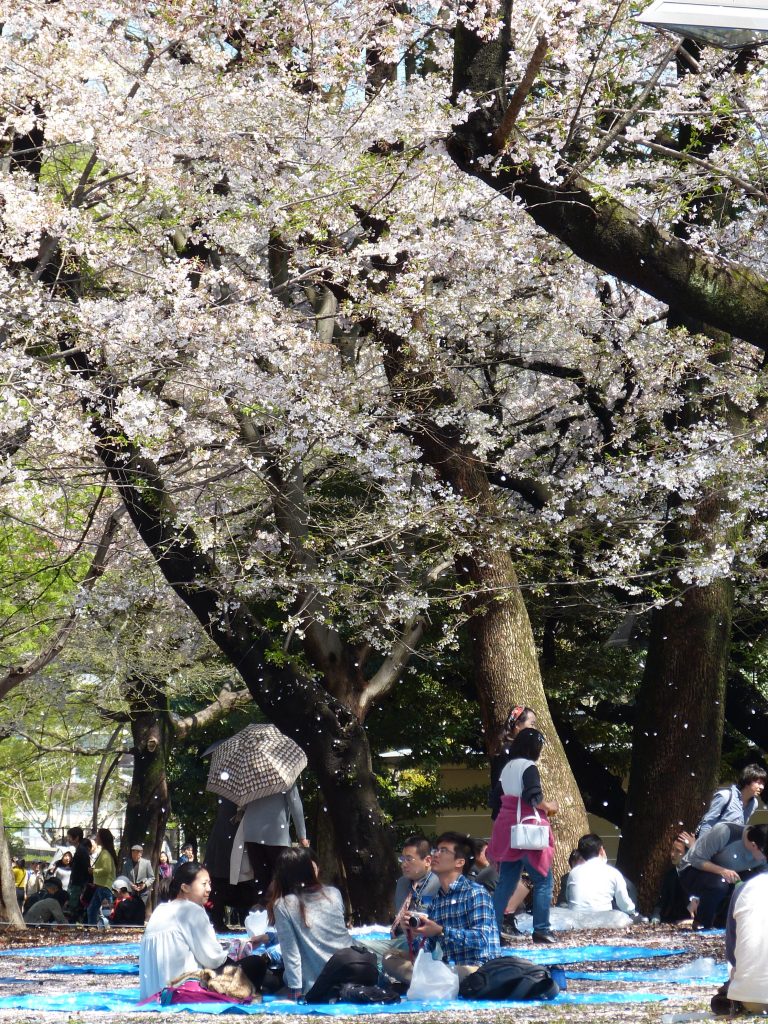 Cherry blossom Japan Familyearthtrek