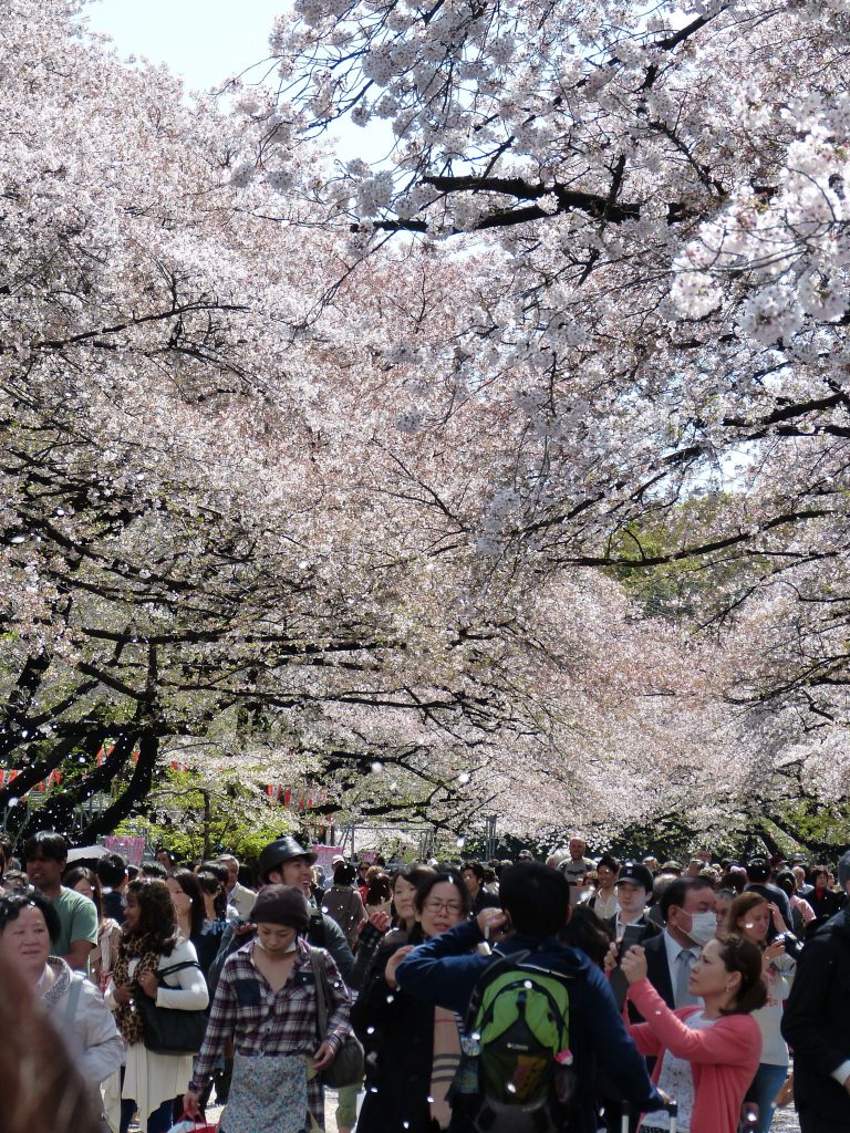Cherry blossom Japan Familyearthtrek