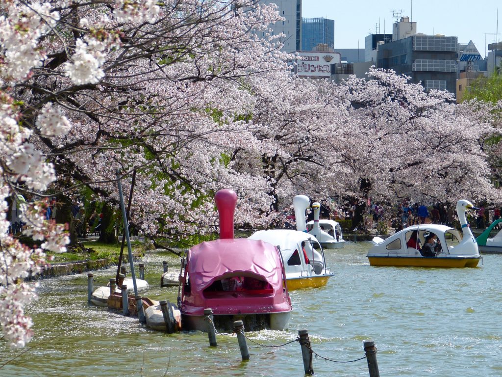 Cherry blossom Inokashira park Japan Familyearthtrek