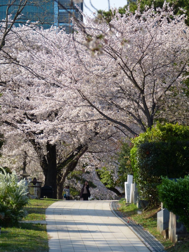 Cherry blossom Aoyama cementery Japan Familyearthtrek