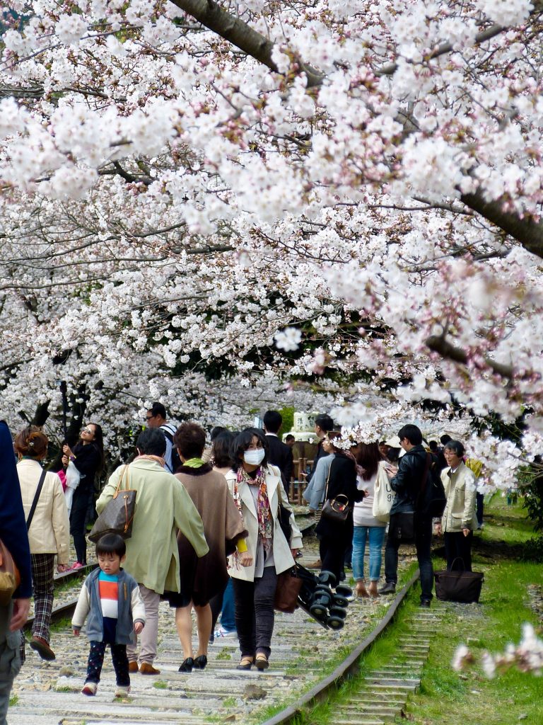 Cherry blossom Keage incline Japan Familyearthtrek