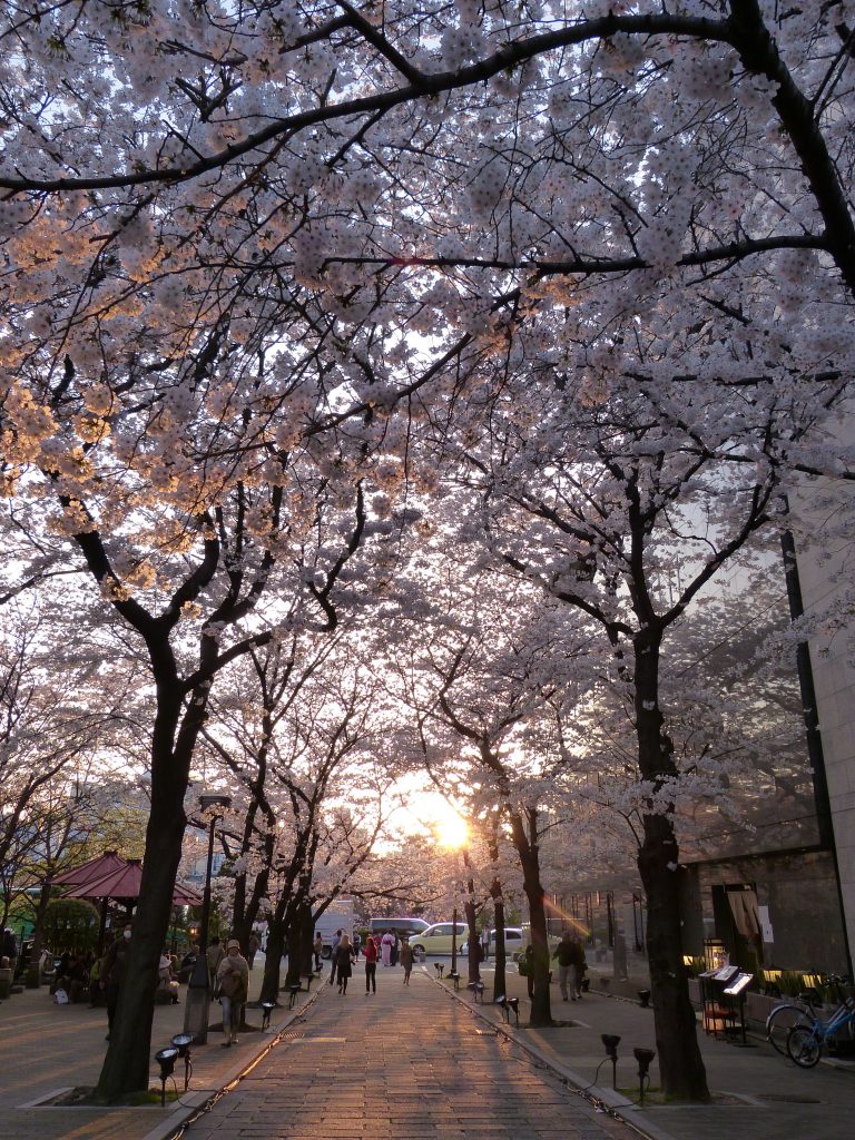 Cherry blossom Kyoto Japan Familyearthtrek