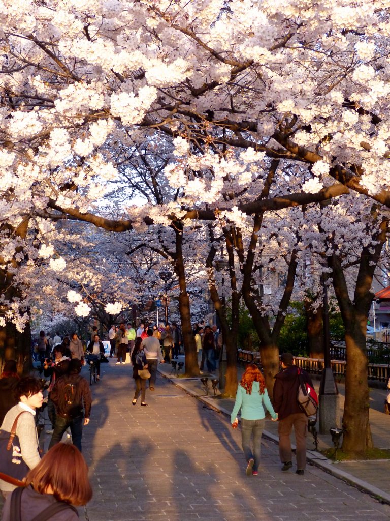 Cherry blossom Japan