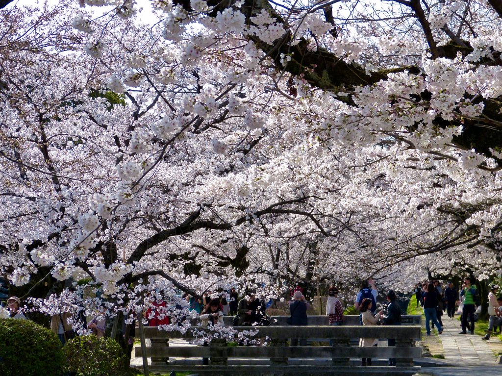 Cherry blossom Philosopher's path Japan Familyearhtrek