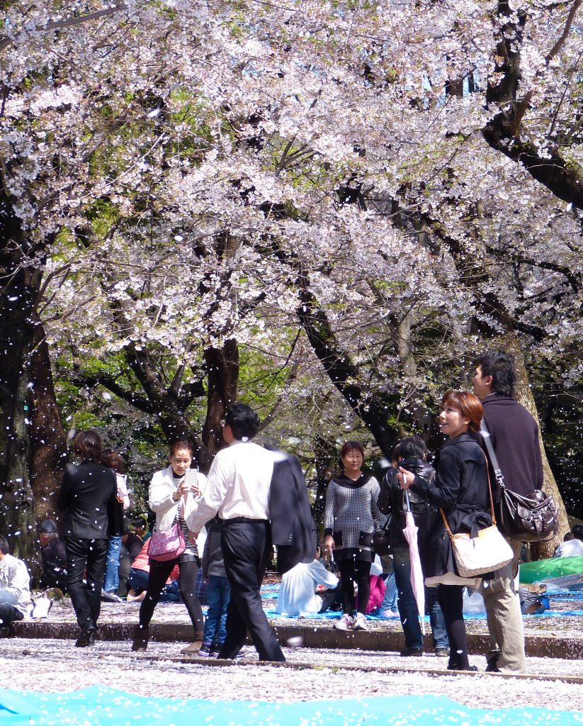 Cherry blossom Japan Familyearthtrek