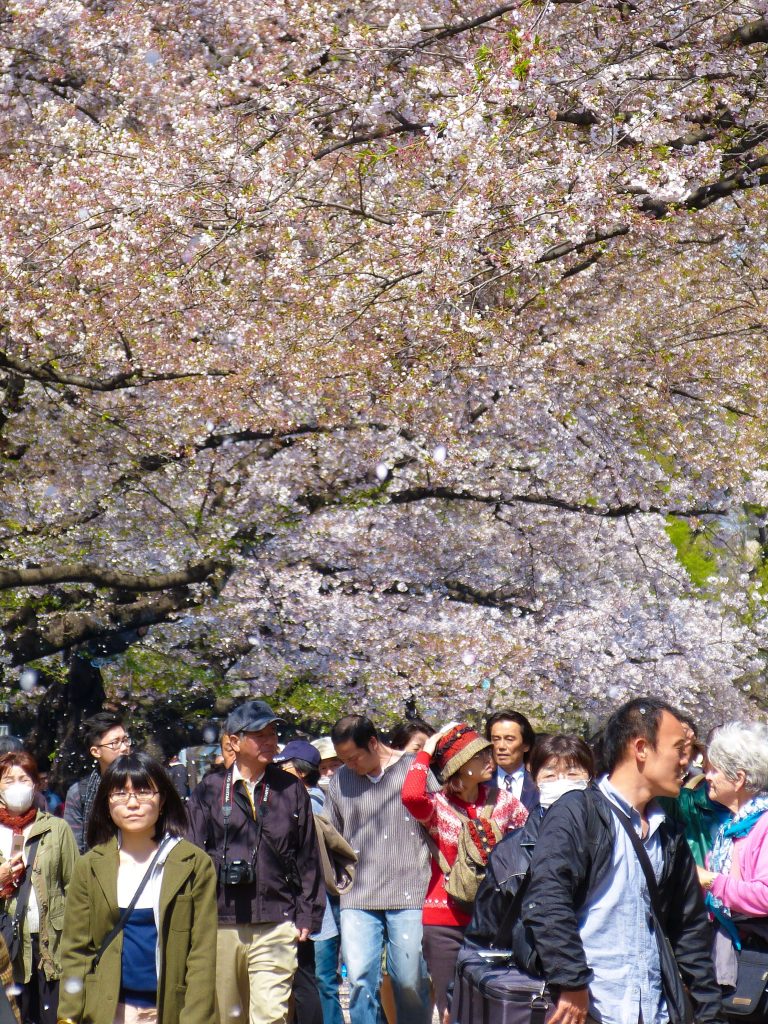 Cherry blossom Japan Familyearthtrek