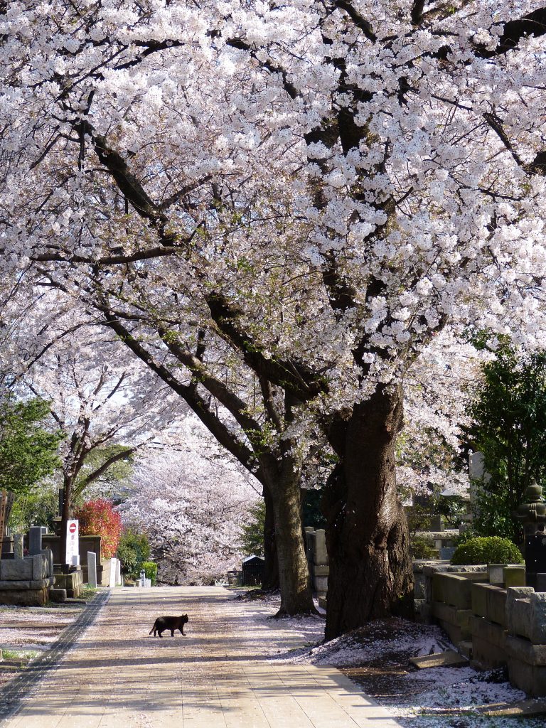 Cherry blossom Aoyama cementery Japan Familyearthtrek