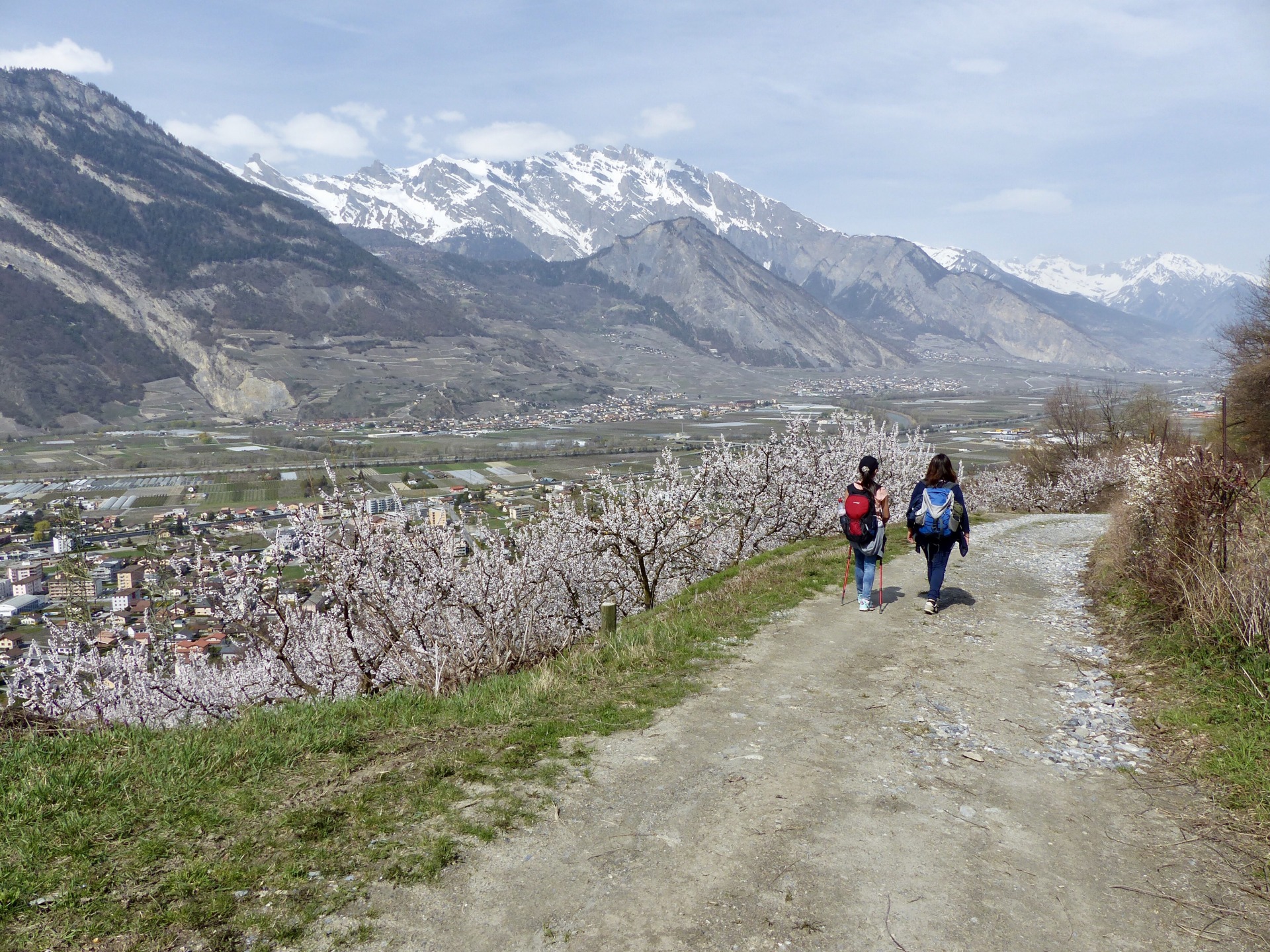 Spring flowers in Switzerland, spring hikes in switzerland, childfriendly spring hikes in switzerland