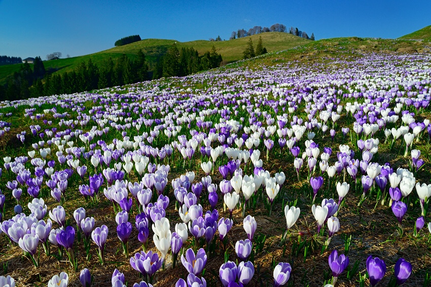 Spring hikes in Switzerland, flower blossom in Switzerland, Hiking with kids in Switzerland