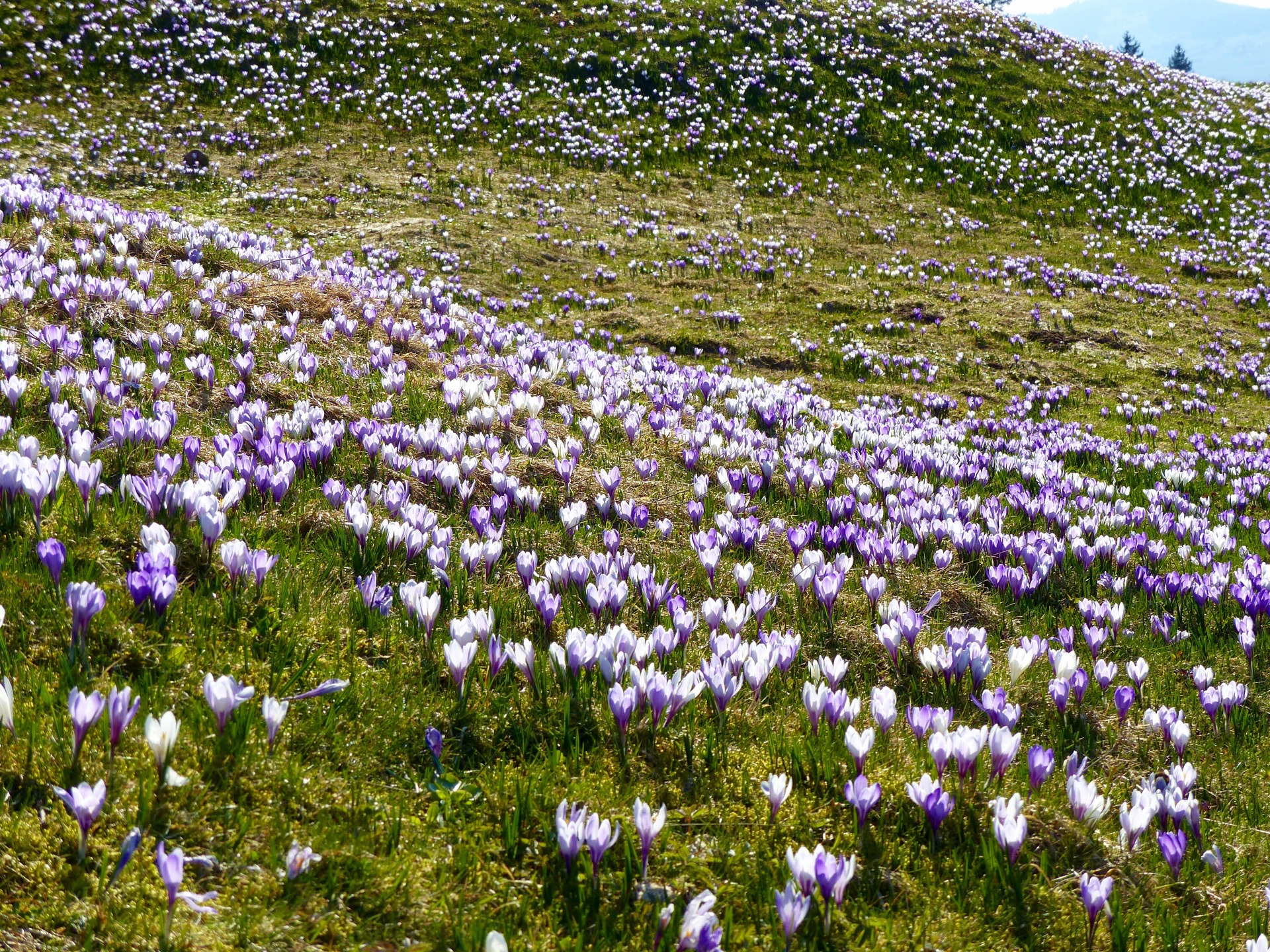 Spring hikes in Switzerland, flower blossom in Switzerland, Hiking with kids in Switzerland