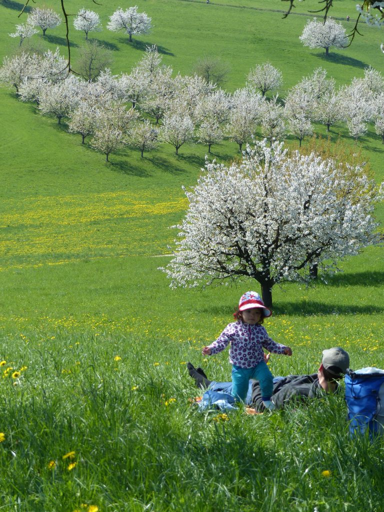 Spring flowers in Switzerland, spring hikes in switzerland, childfriendly spring hikes in switzerland