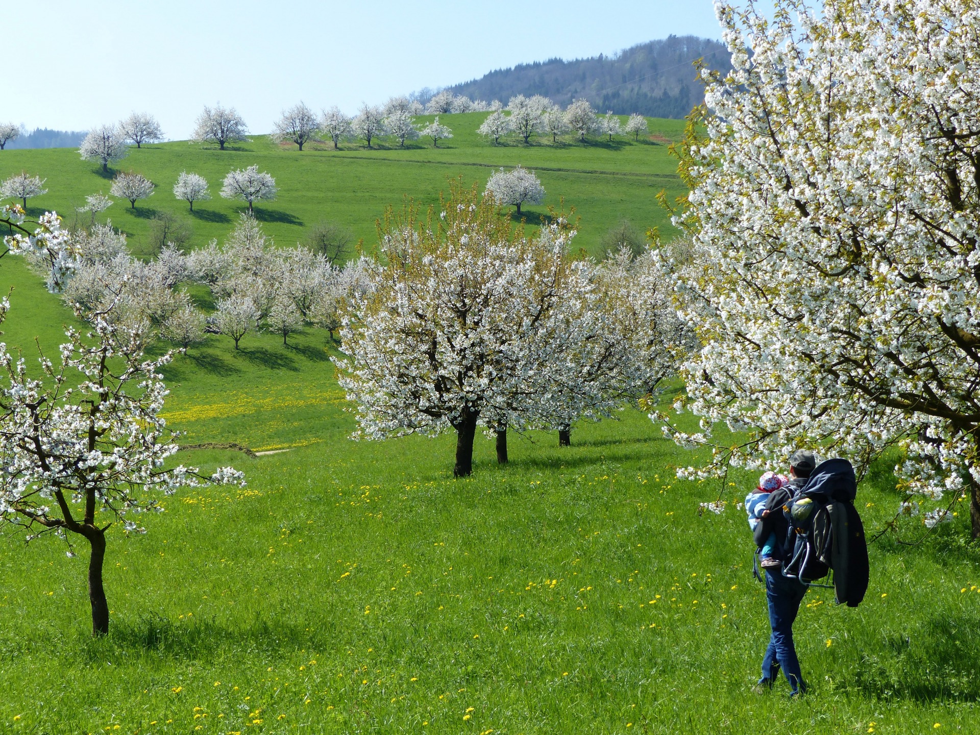 Spring flowers in Switzerland, spring hikes in switzerland, childfriendly spring hikes in switzerland