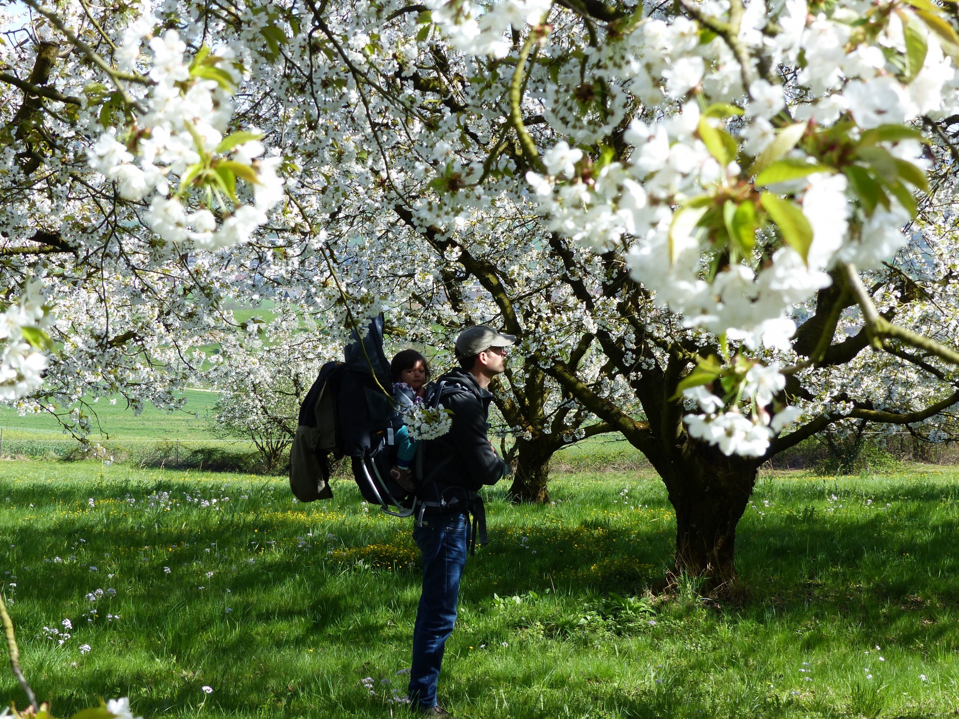 Spring flowers in Switzerland, spring hikes in switzerland, childfriendly spring hikes in switzerland