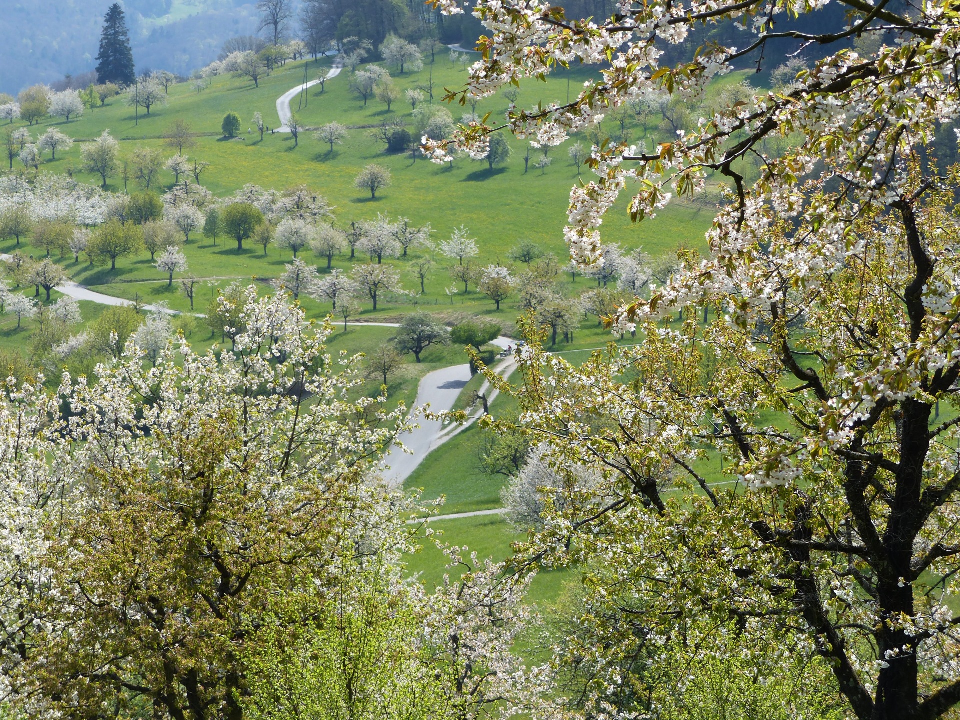 Spring flower blossom hikes in Switzerland, hiking with kids, cherry blossom, wild spring flower hikes in Switzerland